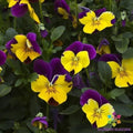 Freefall Purple Wing Pansy Seeds - Viola tricolor var. hortensis, 200+ Non-GMO Seeds for Garden Beds & Containers