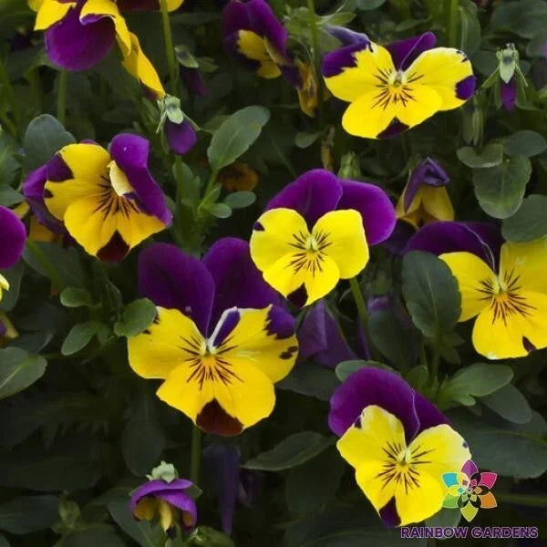 Freefall Purple Wing Pansy Seeds - Viola tricolor var. hortensis, 200+ Non-GMO Seeds for Garden Beds & Containers