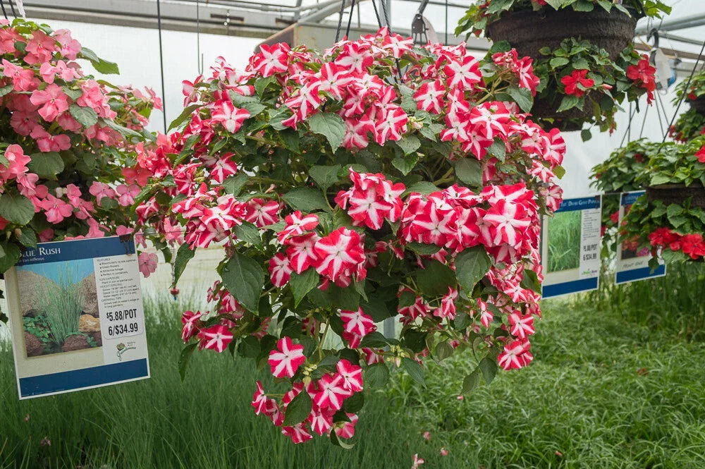 Busy Lizzy Impatiens Seeds 100 Count Red Star Impatiens walleriana for Garden, Containers, Shade Plants