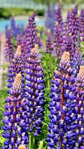 Tall Blue and White Lupine Seeds - 50 Pack, Lupinus polyphyllus, Perennial, Easy to Grow, Non-GMO, USA Grown