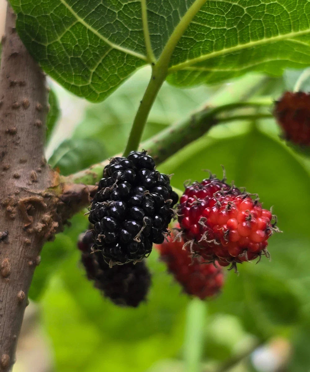 Black Mulberry Cuttings - 20+ Fresh Morus nigra Rooting & Grafting Material for Fruit Trees