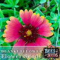 Majestic Blanket Flower Seeds - 200 Non-GMO Gaillardia grandiflora Flower Seeds for Borders & Pollinator Gardens