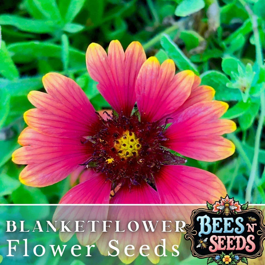 Majestic Blanket Flower Seeds - 200 Non-GMO Gaillardia grandiflora Flower Seeds for Borders & Pollinator Gardens