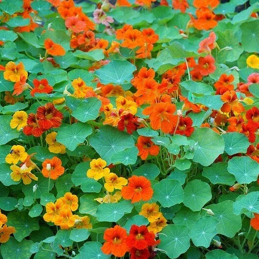 Nasturtium Seeds - Tall Mix Edible Flowers - Heirloom Non-GMO - 25 Seeds - Vibrant Garden Plants - Tropaeolum majus