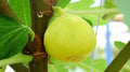 White Marseilles Fig Seeds - 100+ Pack, Ficus carica, Non-GMO, Garden Planting, Edible Figs, Full Sun, USA Grown