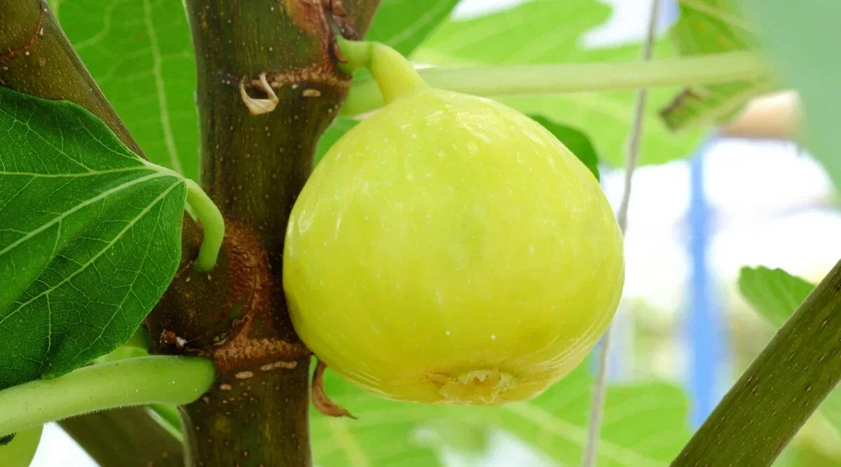 White Marseilles Fig Seeds - 100+ Pack, Ficus carica, Non-GMO, Garden Planting, Edible Figs, Full Sun, USA Grown