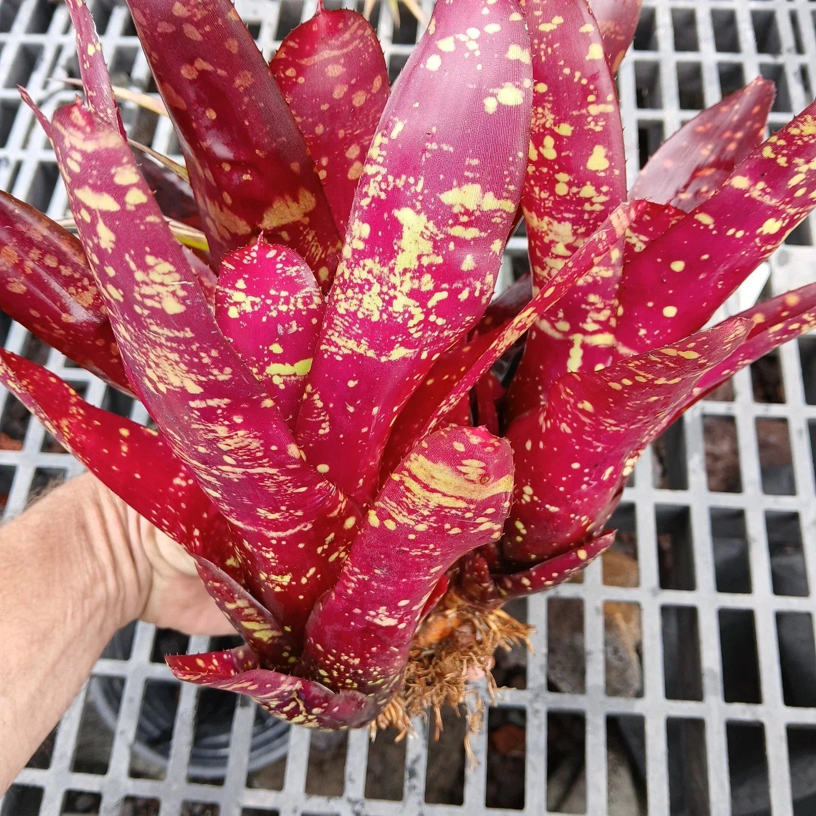 Large Bare Root Bromeliad Plant – Neoregelia Burgundy – Red Foliage Indoor or Outdoor Plant