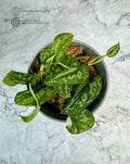 Scindapsus Mayari Rooted Cutting Indoor Houseplant Low Variegation Easy Care Climbing or Trailing