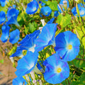 Morning Glory Seeds – Heavenly Blue Ipomoea tricolor, Climbing Vine, Full Sun, Untreated, 30+ Seeds, Garden Flower, Fast-Growing Annual
