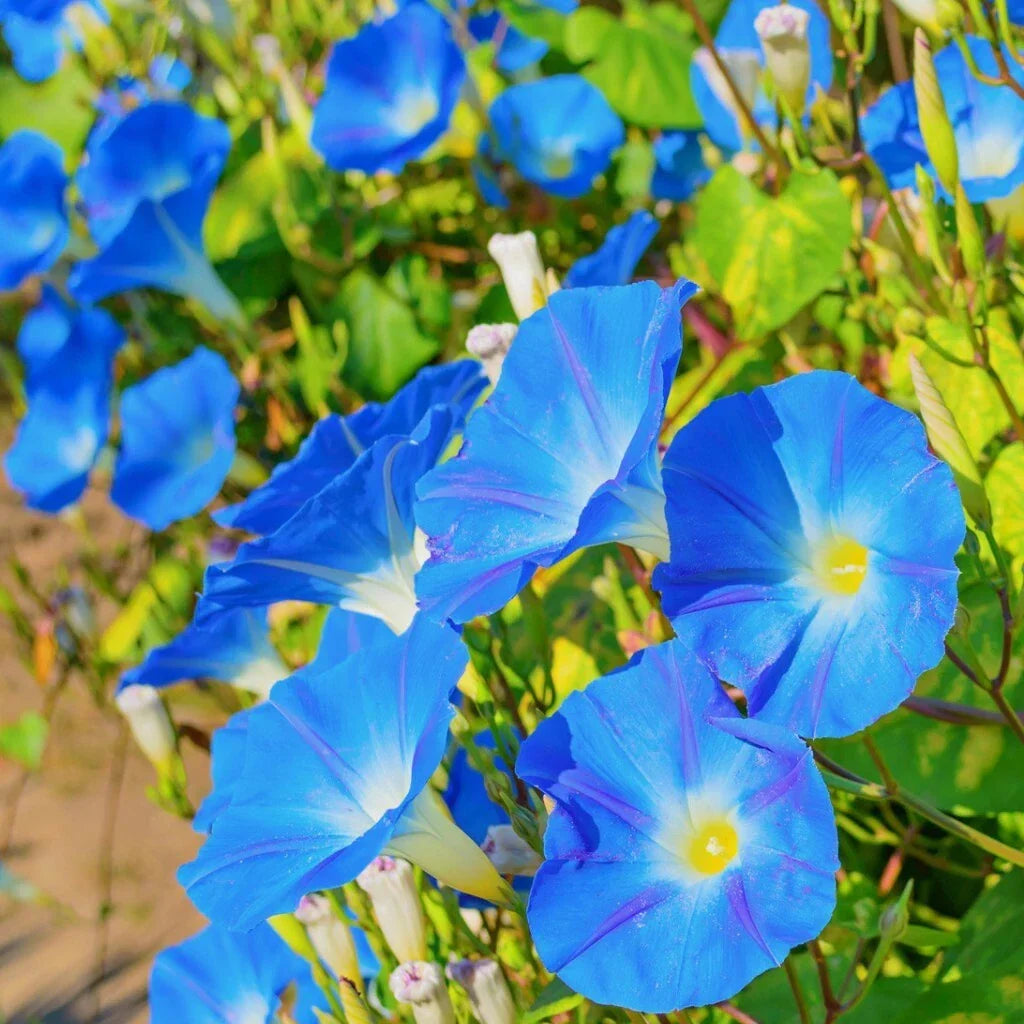 Morning Glory Seeds – Heavenly Blue Ipomoea tricolor, Climbing Vine, Full Sun, Untreated, 30+ Seeds, Garden Flower, Fast-Growing Annual