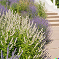 Munz's Sage Seeds - 20 Pack, California Native Salvia munzii for Rock Gardens & Borders, Drought-Tolerant, Pollinator-Friendly
