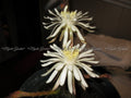 Peniocereus greggii Rare Succulent Plant Pups - Lot #1 Desert Cactus Variety