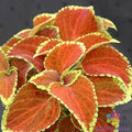 Coleus Seeds - 25 Fairway Orange - Bright Foliage - Solenostemon scutellarioides