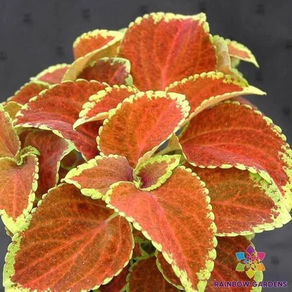 Coleus Seeds - 25 Fairway Orange - Bright Foliage - Solenostemon scutellarioides