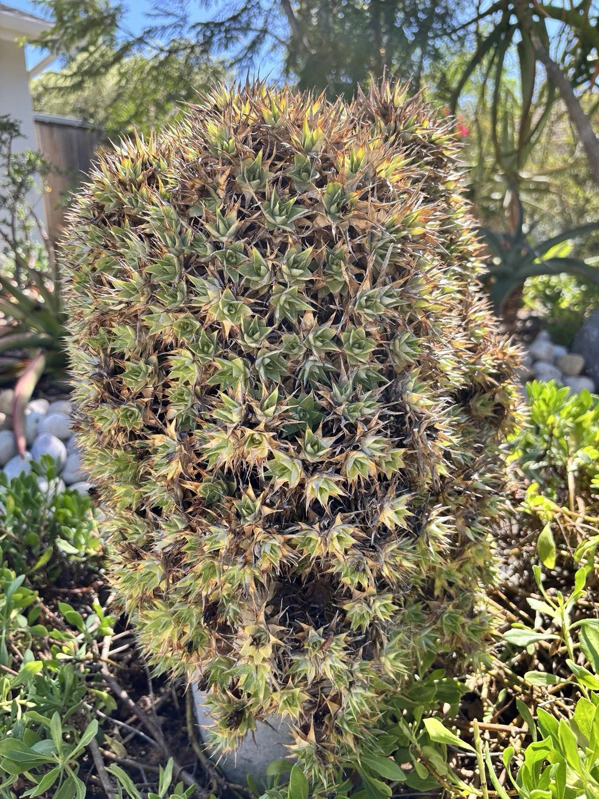 Deuterocohnia lorentziana Cutting - Rare Un-Rooted Succulent in 2" Pot