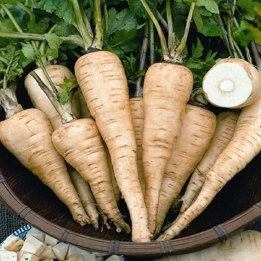 All American Parsnip Seeds - 500 Non-GMO Heirloom Pastinaca sativa Seed Pack for Gardening