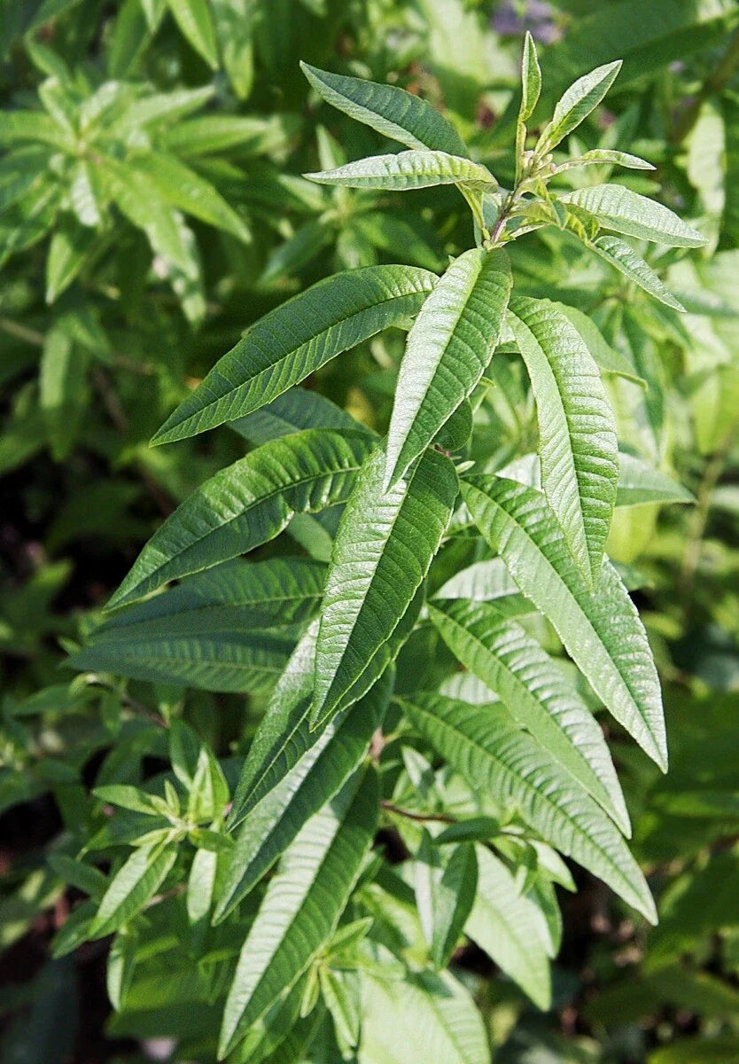 Organic Lemon Verbena Plant (Aloysia citrodora) – Live Bareroot Herb Starter for Culinary & Aromatic Use