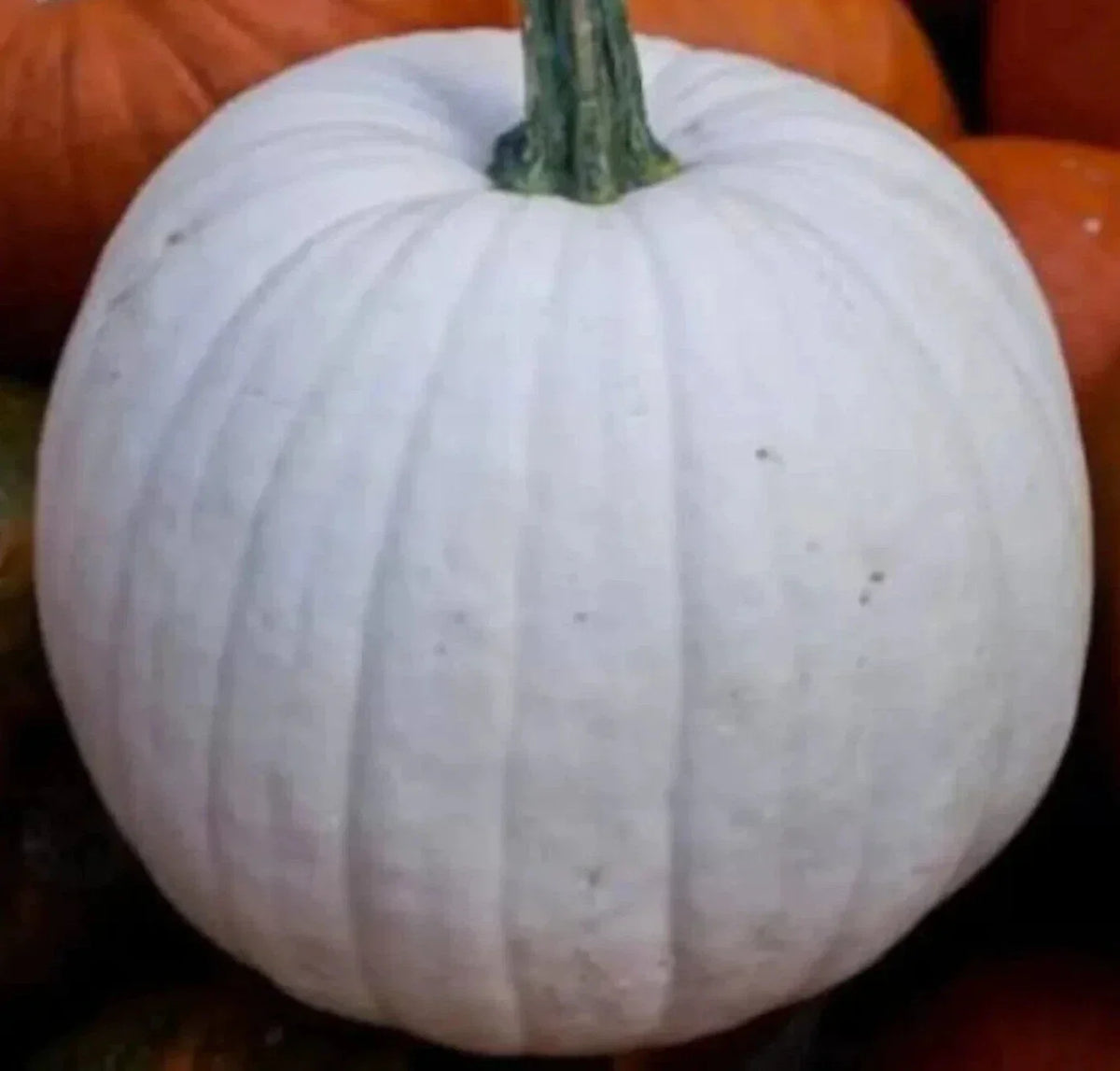 White Pumpkin Seeds - Casper Variety for Halloween Garden, Cucurbita pepo, Pack of 10+ Seeds