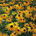Ozark Gold Coneflower Seeds - 50 Pack - Echinacea paradoxa Perennial Flowers for Garden, Borders, Pollinator Attracting, USA Grown