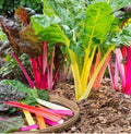 Rainbow Swiss Chard Seeds - Organic Non-GMO Open Pollinated Beta vulgaris, Colorful Leafy Greens for Garden or Containers