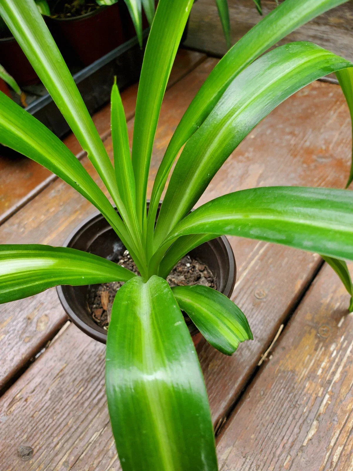 Rooted Airplane Plant in Pot – Live Green Spider Plant Chlorophytum comosum, 8-10 Inches Tall Indoor Houseplant