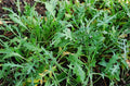 Wild Arugula Herb Seeds - Eruca sativa, 400+ Fresh Non-GMO Seeds for Salad, Garnish & Culinary Use