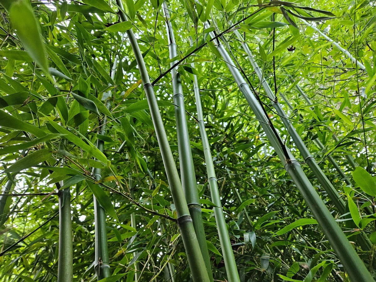 Live Rhizomes Madake Bamboo Privacy Screen - Phyllostachys bambusoides