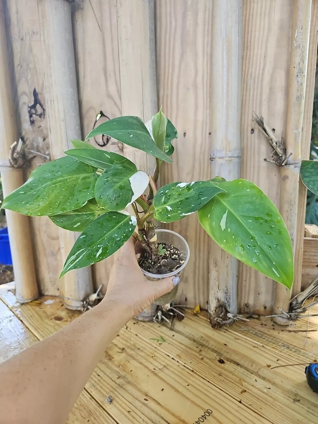White Princess Philodendron Plant - Variegated Halfmoon with Pup, Indoor Houseplant, Rare Philodendron 'White Princess'