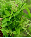 Organic Tulsi Seeds - 200+ Holy Basil Herb Seeds for Home Gardening, Ocimum tenuiflorum, Medicinal & Culinary Plant
