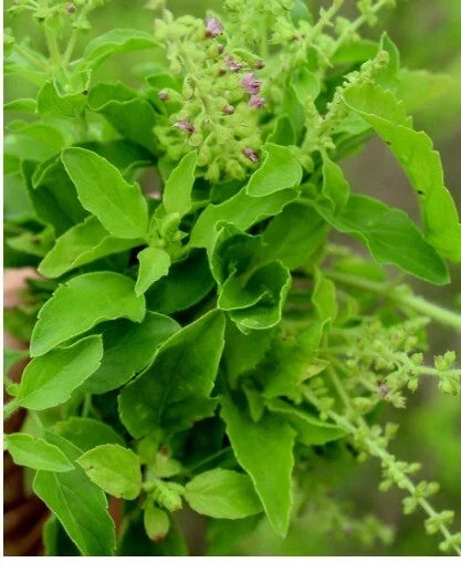 Organic Tulsi Seeds - 200+ Holy Basil Herb Seeds for Home Gardening, Ocimum tenuiflorum, Medicinal & Culinary Plant