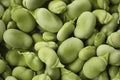 Heirloom Bean Seed Collection – 6 Varieties Organic Phaseolus vulgaris for Home Garden, Container & Raised Bed Planting