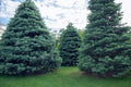 White Fir Seeds for Planting, Abies concolor, Evergreen Tree Seeds, Conifer Seeds, Gardening Supplies