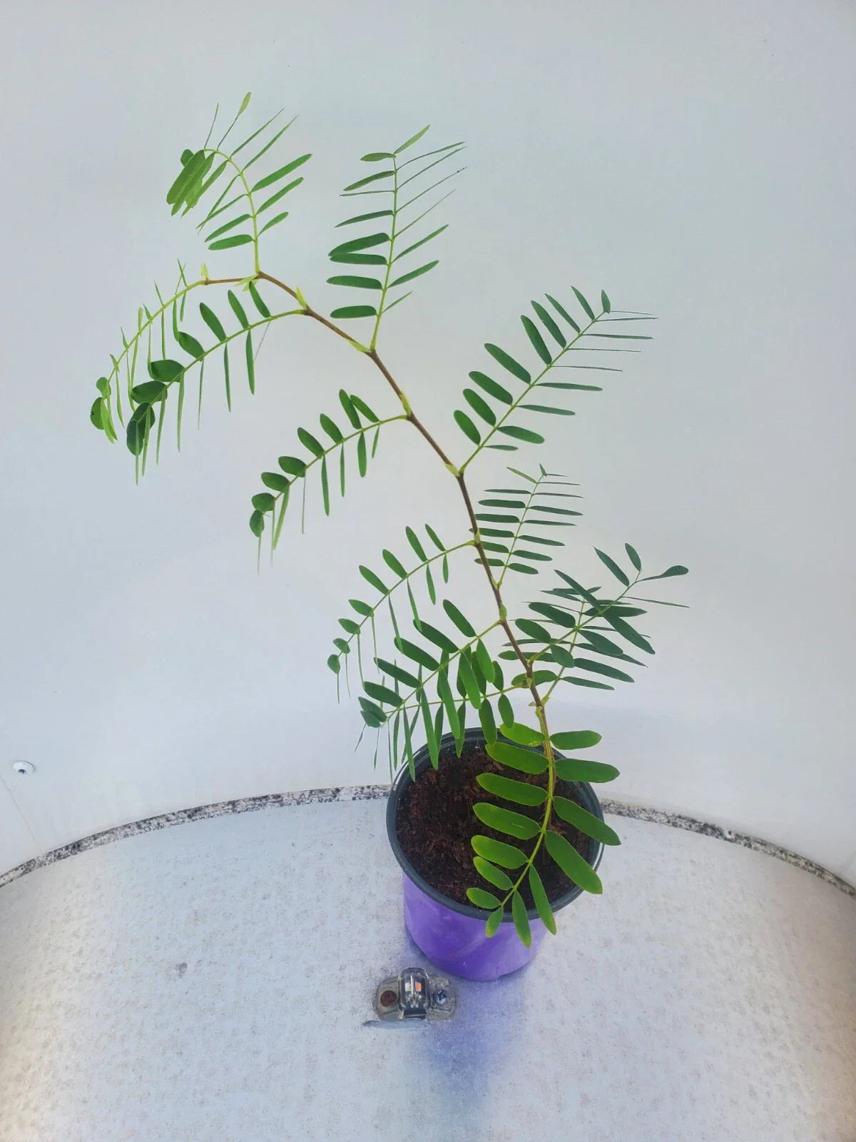 Live Tamarind Plant - Fruit Tree in Pot, Tropical Tamarindus indica, Edible Pods, Deciduous Tree for Garden or Patio