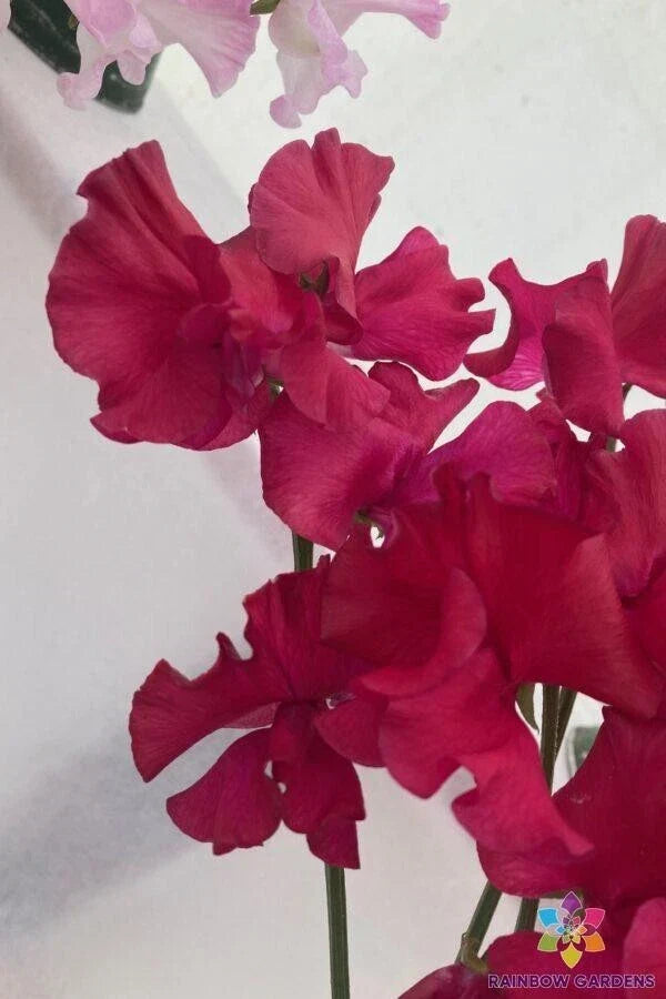 Sweet Pea Seeds - 50+ Pack, Fragrant Lathyrus odoratus, Climbing Annual for Garden, Full Sun, Mixed Colors, USA Grown