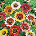 Painted Daisy Flower Seeds - 100 Count Chrysanthemum carinatum for Borders & Containers