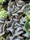 Echeveria 'Cubic Frost' Succulent Plant 2" | Rosette Blue-Green Foliage for Wedding Decor, Party Favors, Indoor & Outdoor