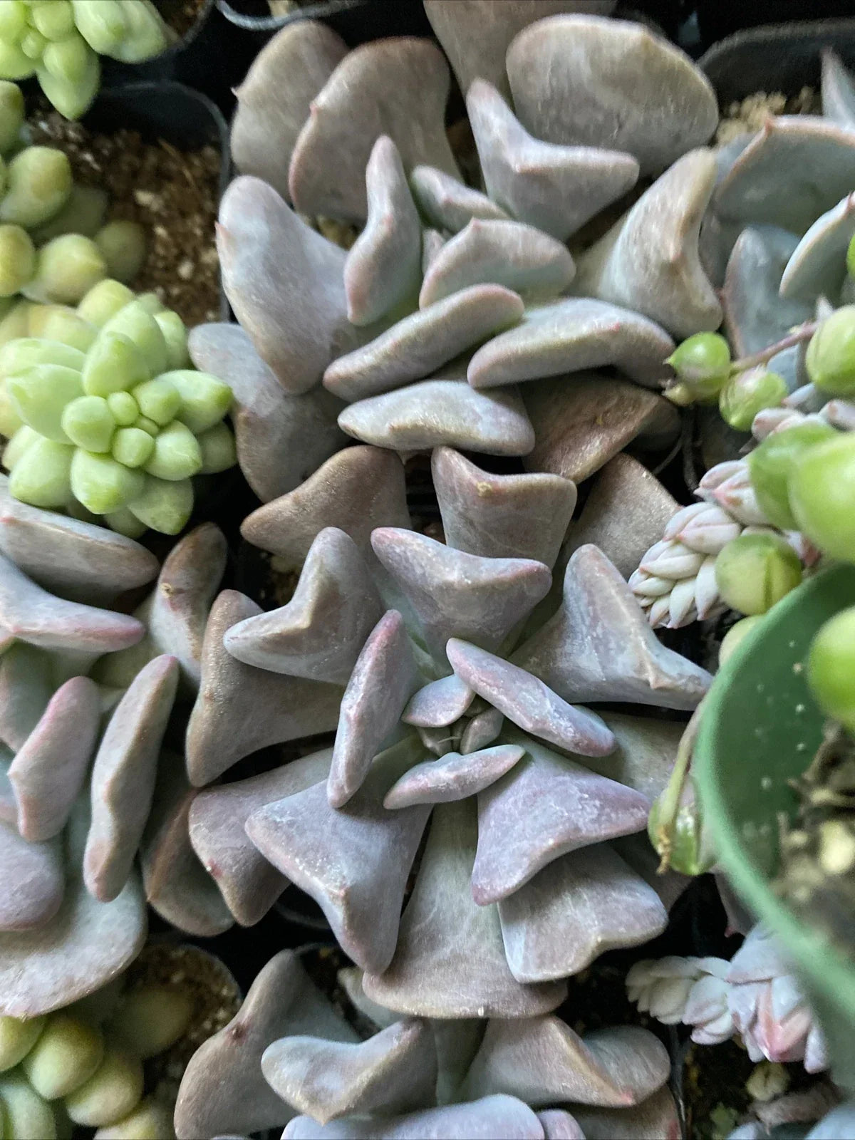 Echeveria 'Cubic Frost' Succulent Plant 2" | Rosette Blue-Green Foliage for Wedding Decor, Party Favors, Indoor & Outdoor
