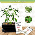 Zombie Bonsai Seeds Packets – Sensory Touch-Reacting Ficus retusa Indoor Gardening (2 Pack)