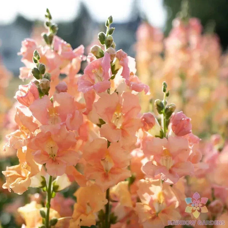 Chantilly Light Salmon Snapdragon Seeds, Antirrhinum majus, 1000+ Premium Garden Seeds for Borders & Containers