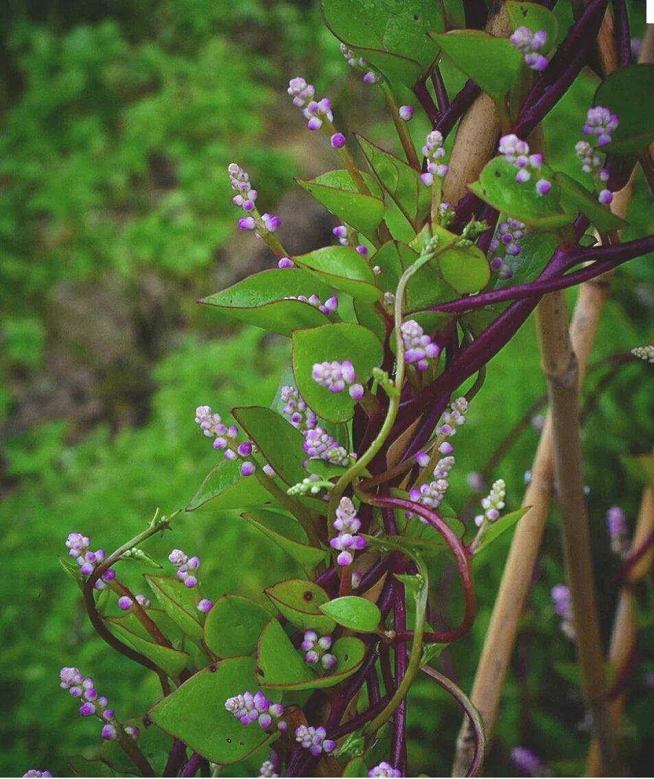 Red Malabar Spinach Seeds - Organic Non-GMO Open Pollinated - Basella rubra - Climbing Vine, 30 Seeds