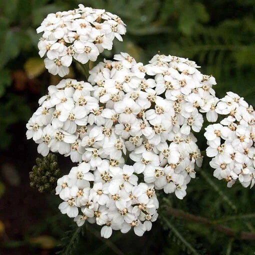 White Yarrow Seeds - Achillea millefolium, Perennial, White Flowers, Non-GMO, 500-10,000 Seeds