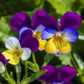 Johnny Jump Up Flower Seeds - Viola Tricolor - 500+ Seeds for Garden, Containers & Borders
