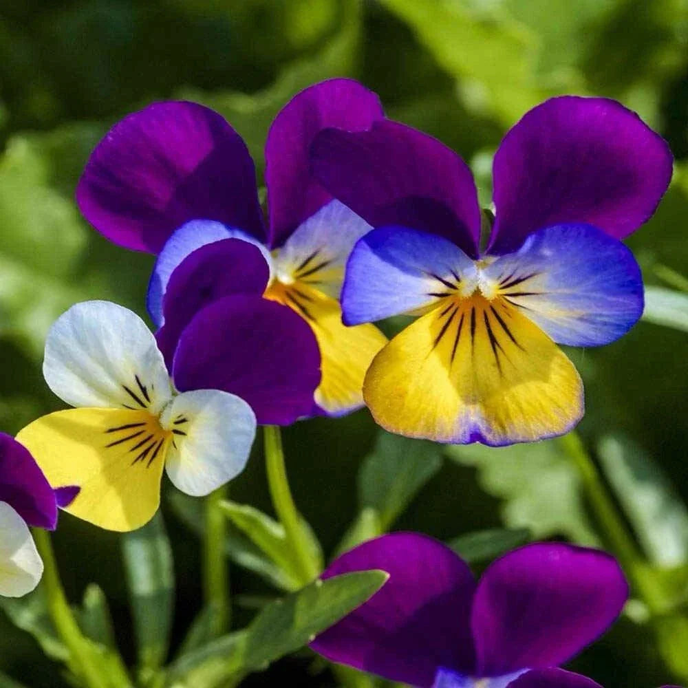 Johnny Jump Up Flower Seeds - Viola Tricolor - 500+ Seeds for Garden, Containers & Borders