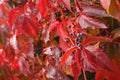 Virginia Creeper Seeds 20 Pack Parthenocissus quinquefolia Climbing Vine for Gardens & Trellises