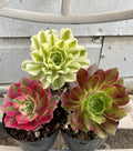 Aeonium Succulent Cutting Combo - Live Indoor Plants - Varied Colors