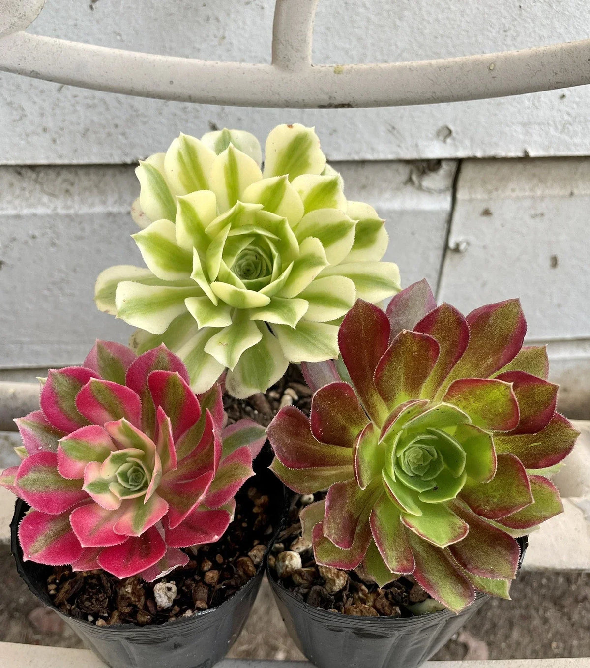 Aeonium Succulent Cutting Combo - Live Indoor Plants - Varied Colors