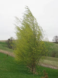 Hybrid Willow Tree Starter Plant – Fast-Growing Privacy & Shade – Austree Salix x pendulina