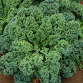 Curled Blue Scotch Vates Kale Seeds - Brassica oleracea - 1000+ Non-GMO Organic Garden Seeds for Home, Raised Bed & Container Planting