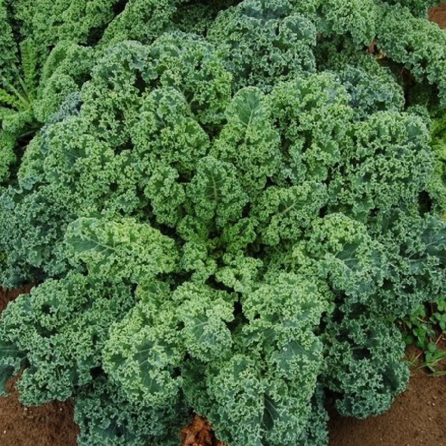Curled Blue Scotch Vates Kale Seeds - Brassica oleracea - 1000+ Non-GMO Organic Garden Seeds for Home, Raised Bed & Container Planting