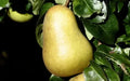 Beurre Hardy Pear Seeds - 25+ Pack, Pyrus communis, Fruit Tree Seeds for Garden Planting, Juicy Pears, Orchard Growth